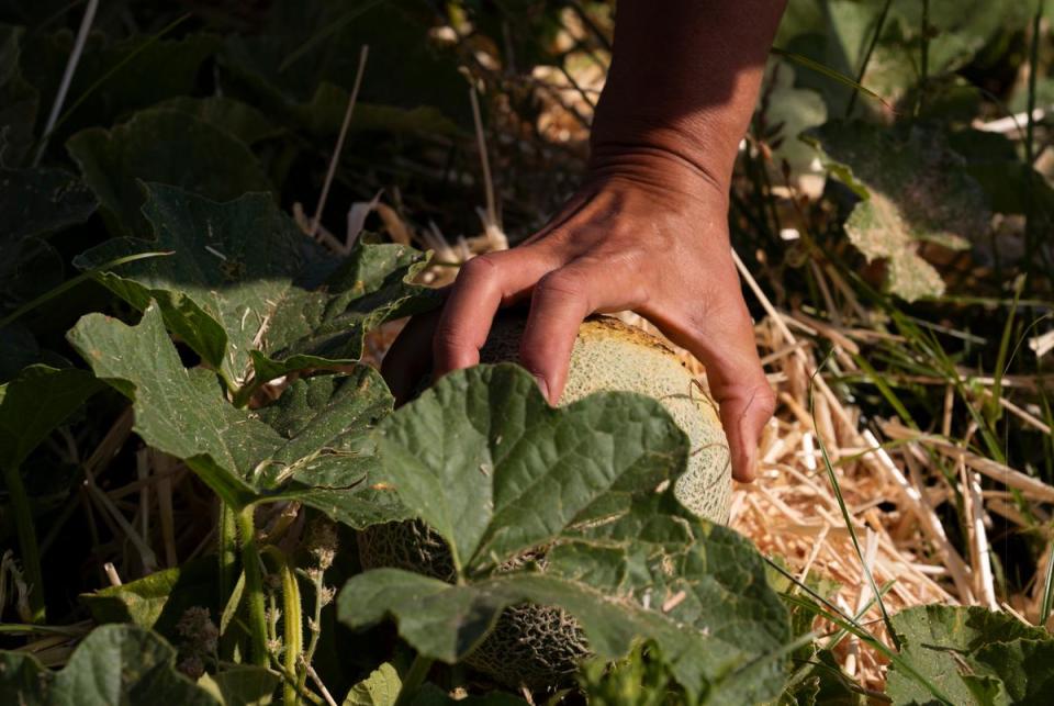 Debbie Glaze, 61, NRG Dewey Prairie Garden Master Gardener, picks a freshly grown cantaloupe from a row of fruits and vegetables at the Dewey Prairie Garden near Donie on June 29, 2023. The Dewey Prairie Garden is a pilot program that practices the final stages of NRG Jewett Mine’s environmental reclamation process that takes on average 12 years from start to finish.