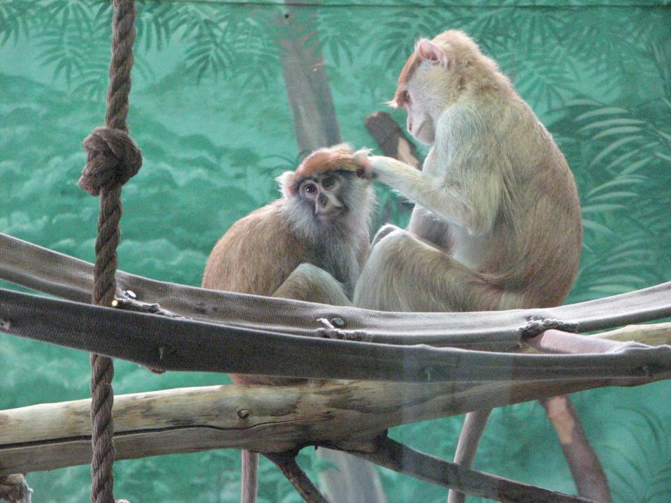 The Rosamond Gifford Zoo in Syracuse.