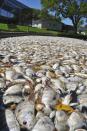 <p>Dead fish clog the Banana River in Cocoa Beach, Fla., March 22, 2016. The river part of the Indian River Lagoon is America’s most diverse waterway. The fish kill caused by algae blooms prompted voters to approve a sales tax to raise more than $300 million over the next ten years for cleanup efforts. (Photo: Malcolm Denemark/Florida Today via AP) </p>