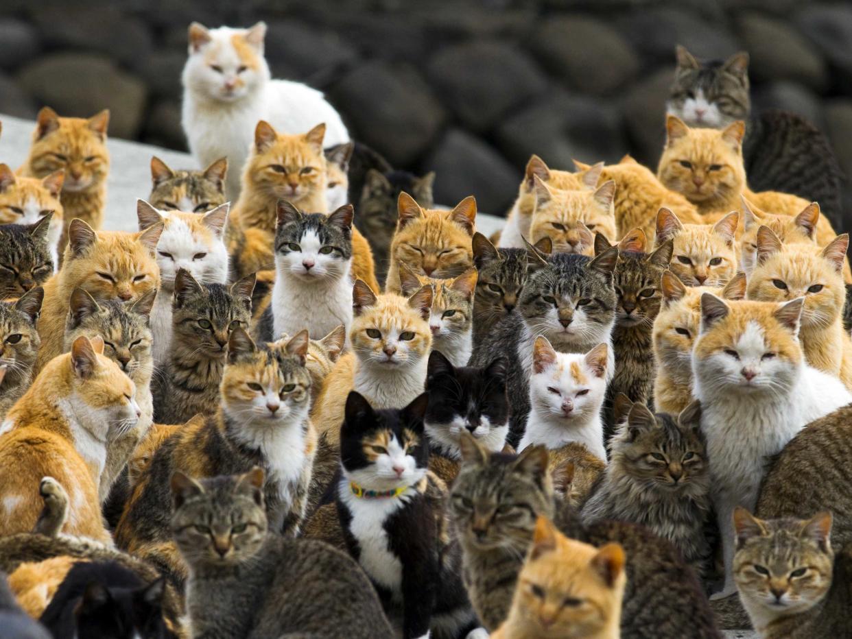 Cat Island