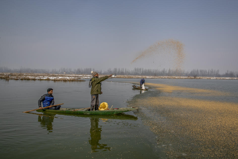 Wildlife officer Ghulam Mohiuddin Dar spreads paddy on the frozen surface of a wetland in Hokersar, north of Srinagar, Indian controlled Kashmir, Friday, Jan. 22, 2021. Wildlife officials have been feeding birds to prevent their starvation as weather conditions in the Himalayan region have deteriorated and hardships increased following two heavy spells of snowfall since December. Temperatures have plummeted up to minus 10-degree Celsius (14 degrees Fahrenheit). (AP Photo/Dar Yasin)