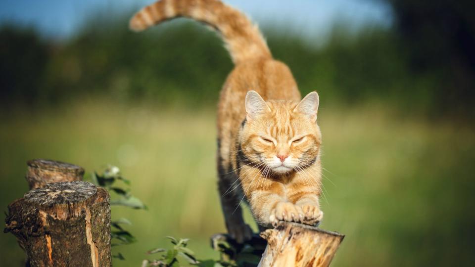 American shorthair outside