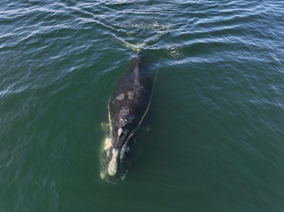 Whale experts removed 375 feet of 11/16-inch diameter synthetic rope from this endangered North Atlantic right whale, Nimbus, in January off the coast of Georgia. The source of the gear has not been confirmed. The whale was last seen gear free in August in the Gulf of St. Lawrence. Photo taken under NOAA permit number 24359.