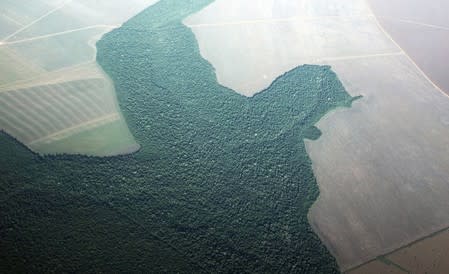 FILE PHOTO: An aerial view of a section of deforested Amazon rainforest turned into farmland near the city of Alta Floresta