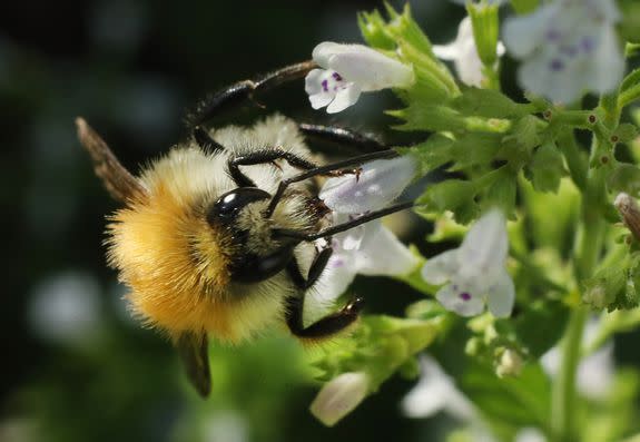 Queen bumblebees hibernate during the winter and the rest of the bees die.