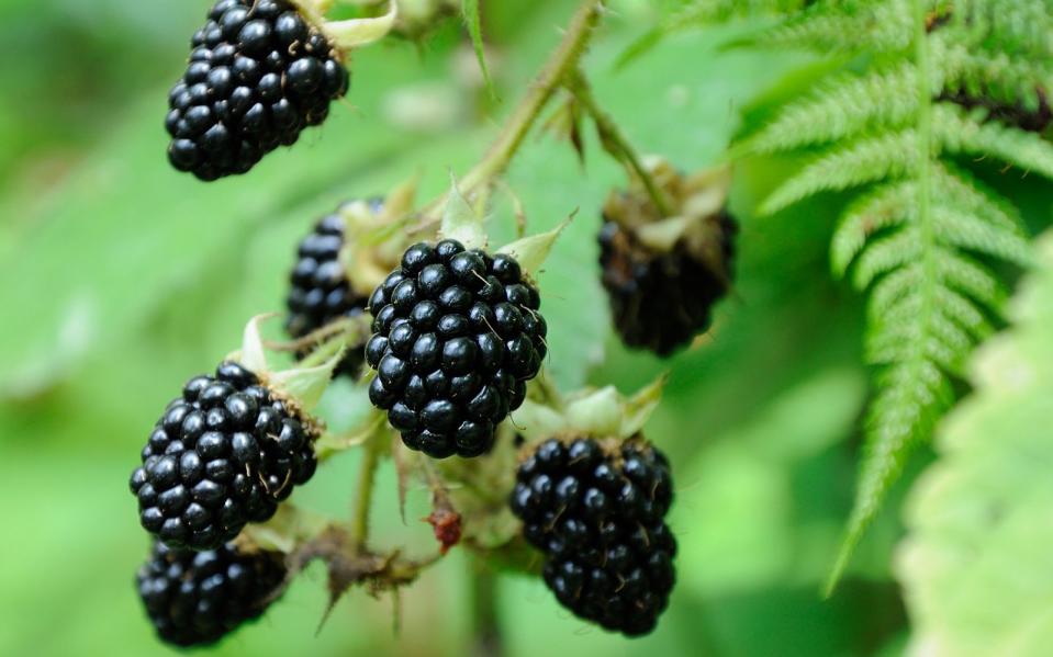 Die Brombeere schaffte es auf Platz 38 der gesündesten Lebensmittel. Wenn Sie häufig Brombeeren essen, schützen Sie Ihre Zellen vor freien Radikalen und stärken Ihr Immunsystem. Die dunklen Beeren wirken sich außerdem durch das enthaltene Provitamin A positiv auf den Sehnerv aus und regen obendrein die Verdauung an. (Bild: iStock / syaber)