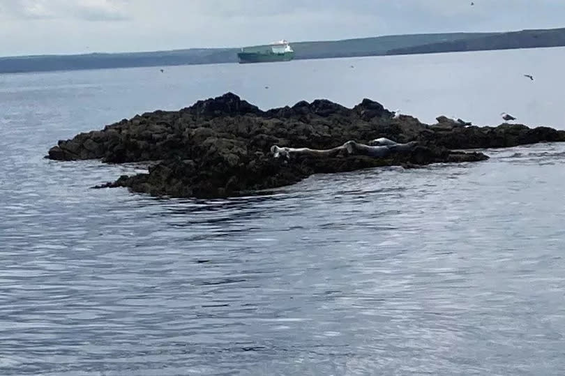 Seals lounging on a rock near the island -Credit:WalesOnline reporter