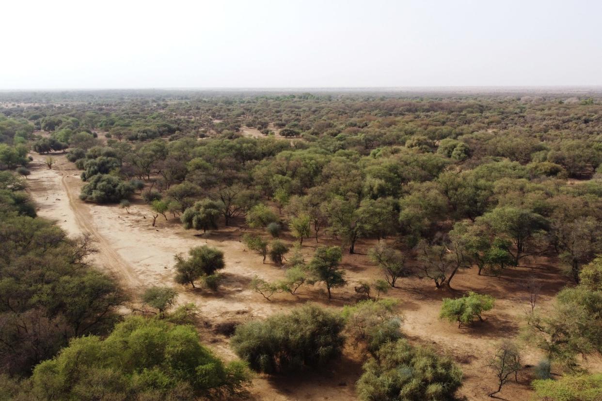 An expanse of trees in Senegal