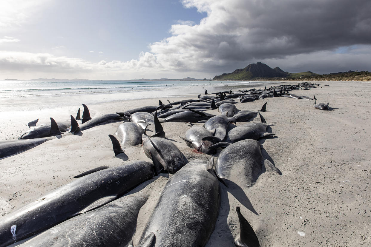 A string of dead pilot whales line the beach at Tupuangi Beach, Chatham Islands, in New Zealand's Chatham Archipelago, Saturday, Oct. 8, 2022. Some 477 pilot whales have died after stranding themselves on two remote New Zealand beaches over recent days, officials say. (Tamzin Henderson via AP)