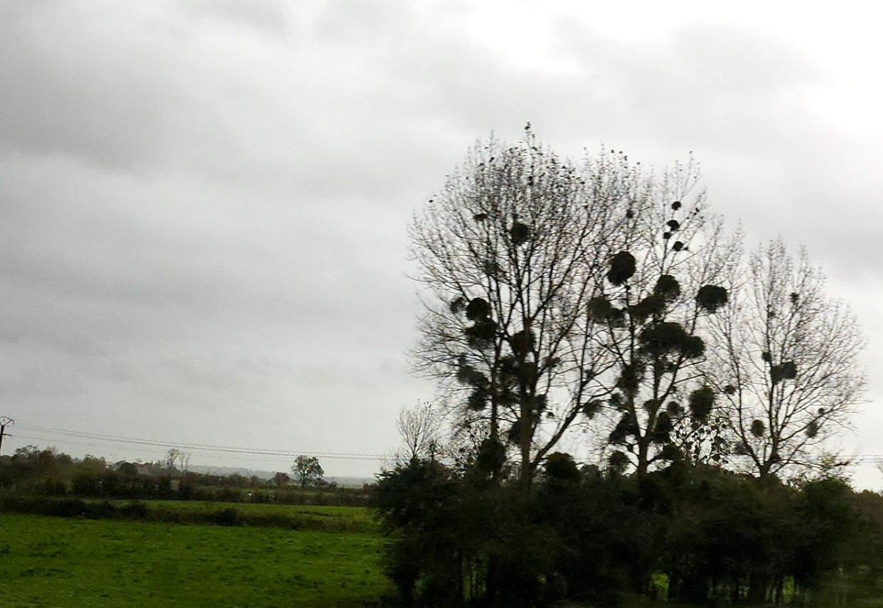 Mistletoe in the trees in France, along a road in Normandy not far from the D-Day landing beaches.