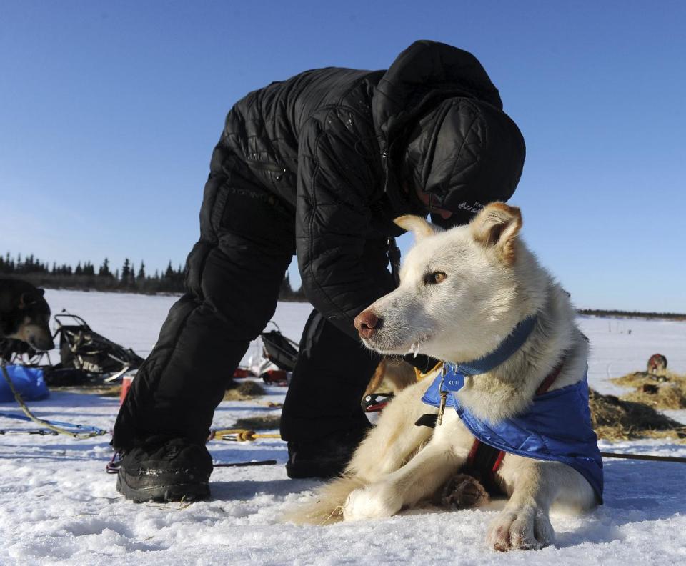 Mitch Seavey works with his dog team after he arrived at the White Mountain checkpoint during the Iditarod Trail Sled Dog Race on Monday, March 10, 2014, in White Mountain, Alaska. (AP Photo/The Anchorage Daily News, Bob Hallinen)