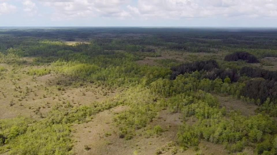An aerial view of the Green Heart of the Everglades property, where Florida panthers, black bears and many other threatened species roam.