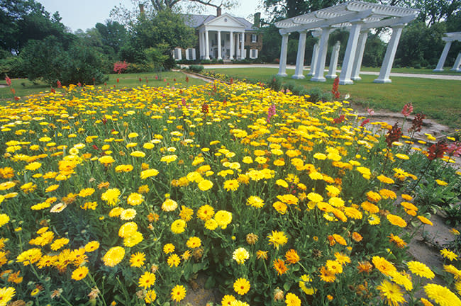 Boone-Hall-Plantation