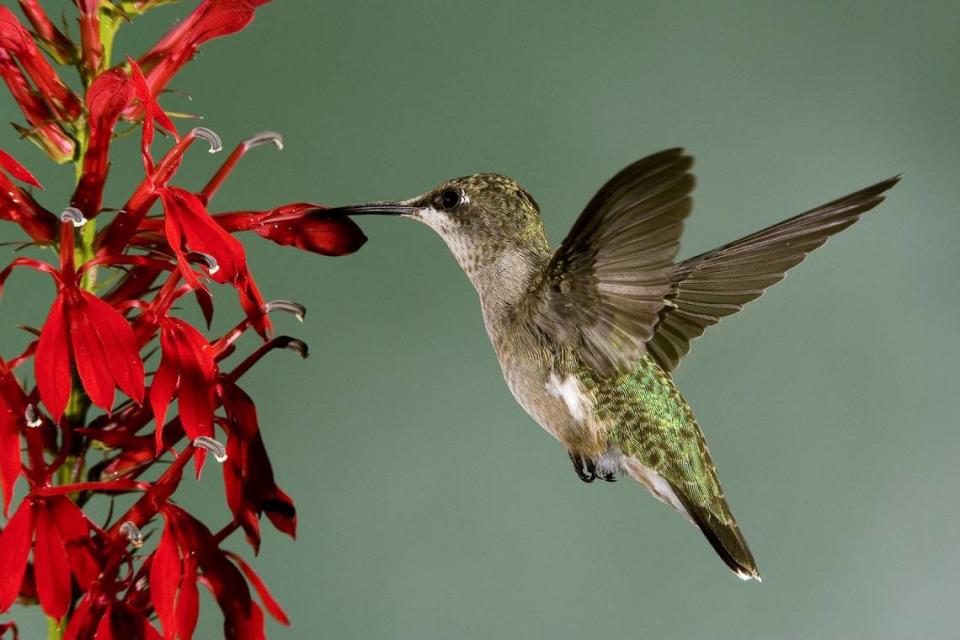 A ruby-throated hummingbird attempts to drink nectar from a cardinal flower in Moberly, Missouri.