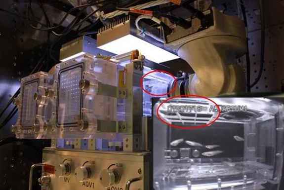 The grid structure at the upper side of each Aquatic Habitat, an aquarium for the International Space Station, captures air in each grid, while preventing water from escaping. Air will be injected with special syringe by the crew prior to the s