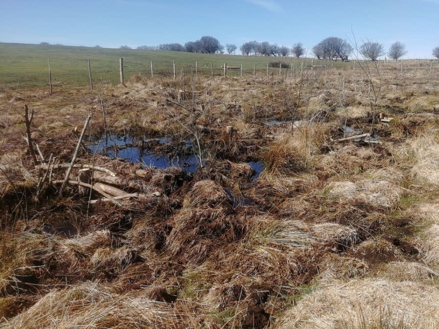 Leaky dam with new willow planting at Alderman's Barrow (National Trust/PA)