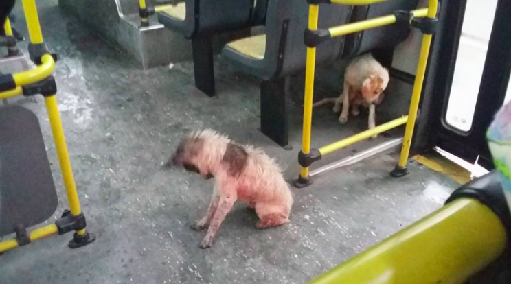 The dogs were kept dry on board the bus (Facebook/Carina Barbosa)