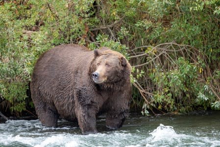 A grizzly bear known to researchers as "Bear 775 Lefty" looks for migrating salmon in Katmai National Park