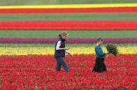 SCHWANEBERG, GERMANY - APRIL 27: Farmer Christiane Degenhardt (C) and friend Barbara Ulferts gather tulips at Degenhardt's tulip field on April 27, 2012 near Schwaneberg, Germany. Spring weather is finally taking hold in Germany with temperatures expected to reach 28 degrees Celsius by the weekend. (Photo by Sean Gallup/Getty Images)