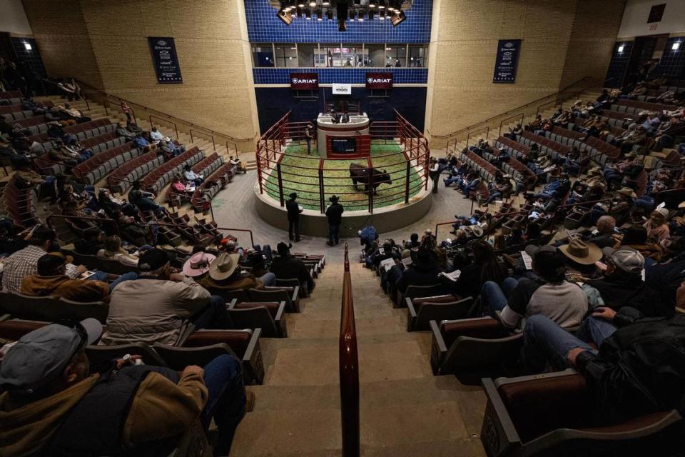 A show bull is auctioned off in the West Arena at the Fort Worth Stock Show and Rodeo.