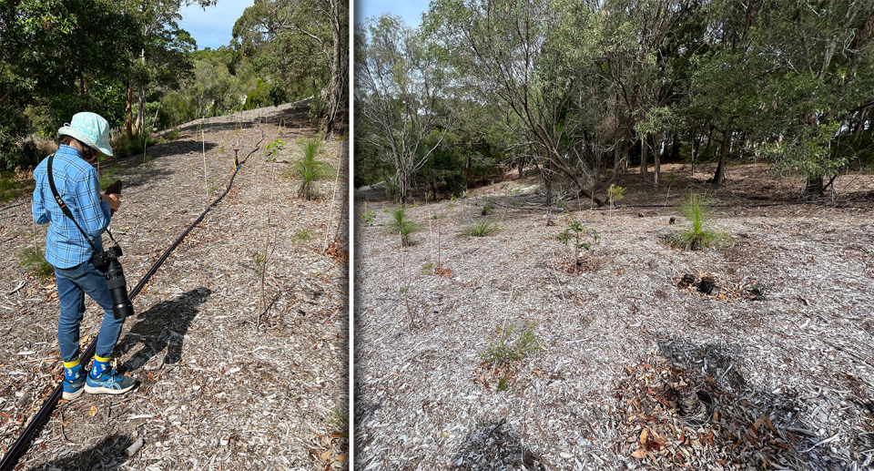 Two images show the small she-oak trees that the developer has planted.