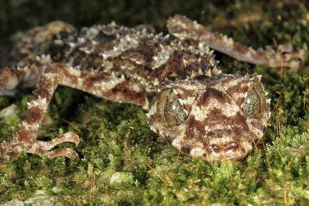 A leaf-tailed gecko (Saltuarius eximius) from remote northern Australia is shown in this undated handout photo provided by the International Institute of Species Exploration and the State University of New York (SUNY) College of Environmental Science and Forestry on May 21, 2014. REUTERS/SUNY College of Environmental Science and Forestry/Handout via Reuters