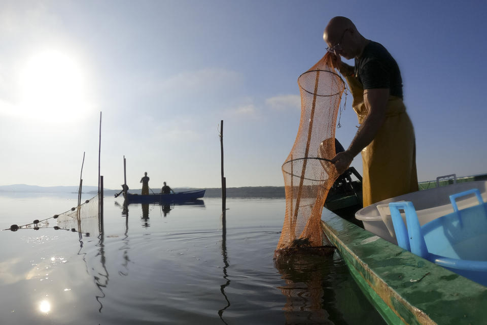 A fisherman lifts a net in the Orbetello lagoon, Italy, Monday, Aug. 14, 2023. Every morning, Tuscan fishermen in the Orbetello Lagoon retrieve nets left in the water to catch sea bream, sea bass and especially eels, but increasingly they are finding thousands of voracious blue crabs, an alien species that has invaded seas all over Italy, causing considerable damage to the marine ecosystem and fishing. (AP Photo/Luigi Navarra)