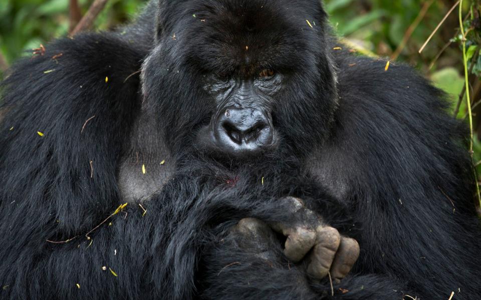 Gorilla treks are the main attraction of visiting the Bwindi Incredible Forest