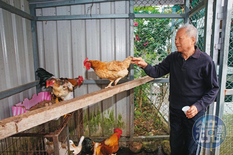 注重養身的楊秀光在自家有個開心農場，平時養雞種菜，自給自足。