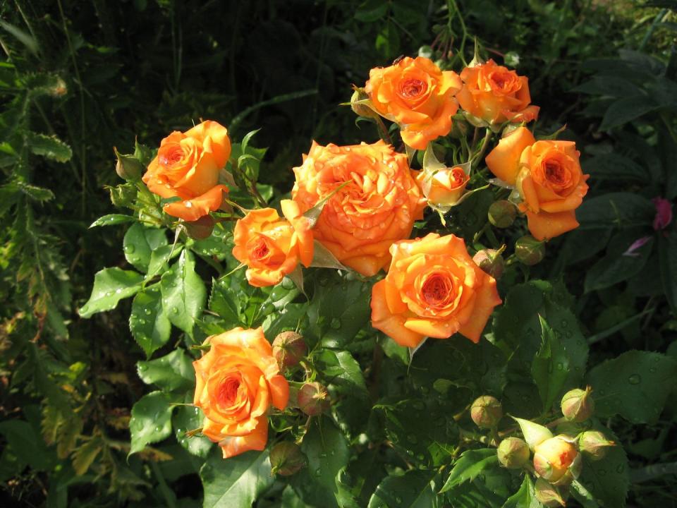 Coral Roses