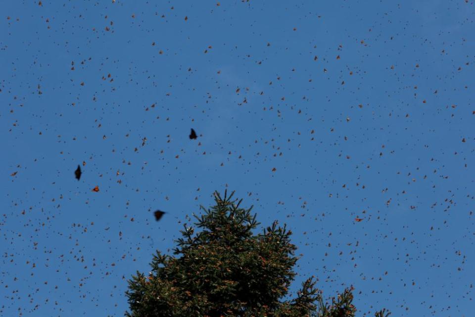 Monarch butterflies fly near a tree at the Sierra Chincua butterfly sanctuary on a mountain in Angangeo, Michoacán.