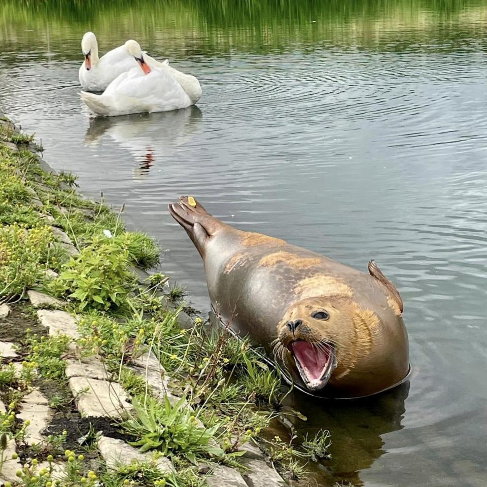 Rescue seals launched by RSPCA are ‘killing fish in inland waters’