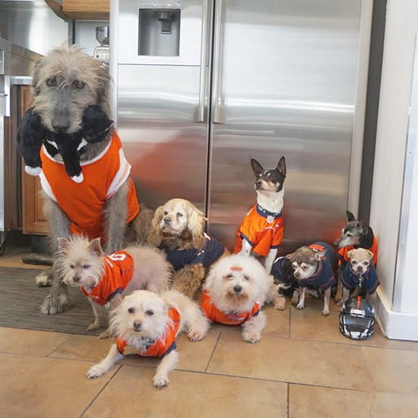 Desgraciadamente, hay muchos animales que nacen, viven y mueren entre los barrotes de las estrechas jaulas de la perrera. Pero, por suerte, hay ángeles como Steve que dedican su vida a ayudarles. Greig es el ‘padre’ orgulloso de 10 perros senior que salvó de una muerte en soledad. Orgulloso de sus ancianitos peludos, Steve ha creado un perfil de Instagram (wolfgang2242) que muestra las aventuras cotidianas de los perros rescatados y que cuenta con más de 490.000 seguidores y es que, ¿quién puede resistirse a estas bellezas de avanzada edad?