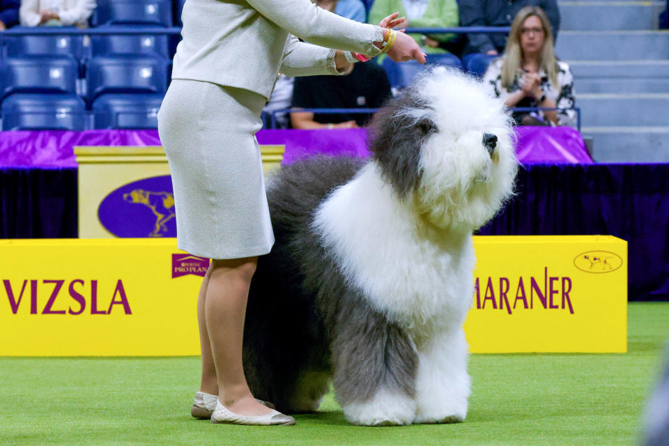 A 5-year-old old English sheepdog competes in the junior showmanship competition. (Kena Betancur / AFP - Getty Images)