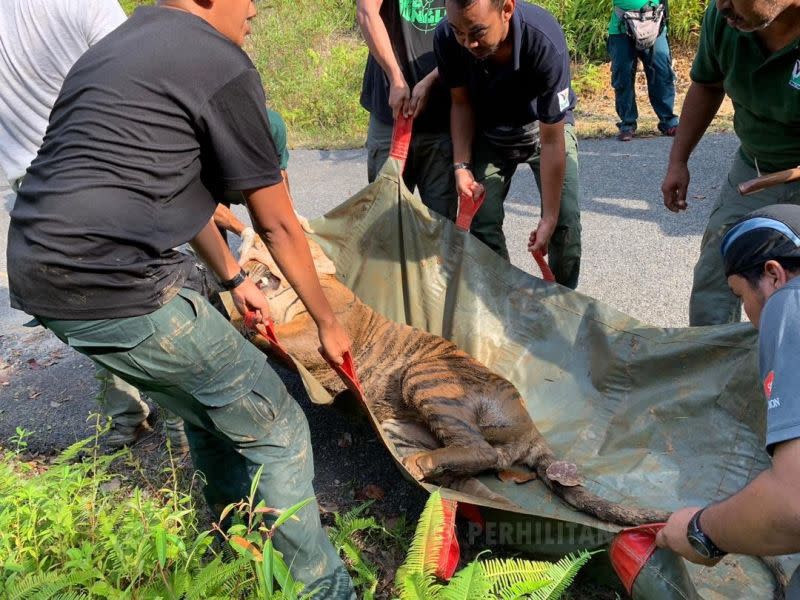 Perhilitan said that it is monitoring the area where Awang Besul and another tiger were seen, and has set tiger traps. — Picture via Twitter/Jabatan Perhilitan