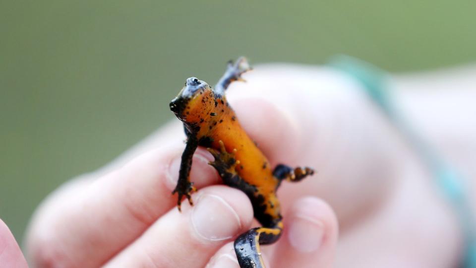 Der Bergmolchist ein typischer Bewohner waldreicher Mittelgebirge, besiedelt aber auch tiefere Lagen Mitteleuropas. Foto: Roland Weihrauch