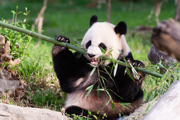Veterinarians recently artificially inseminated Mei Xiang, a female panda at the National Zoo in Washington, D.C.