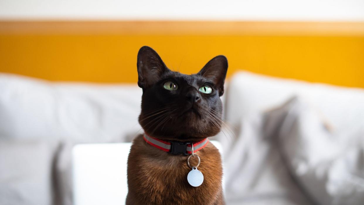 Cat wearing a collar