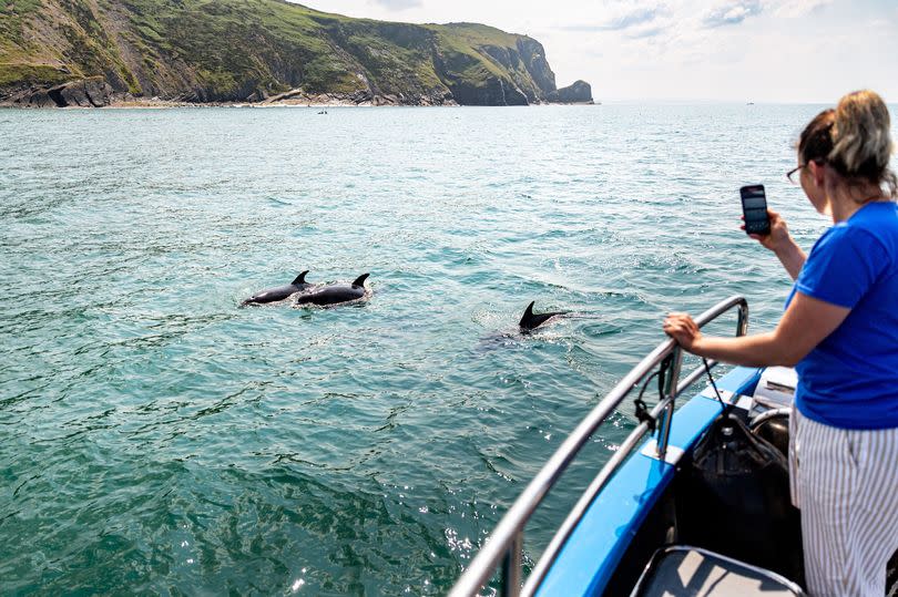 Woman filming dolphins swimming near boat