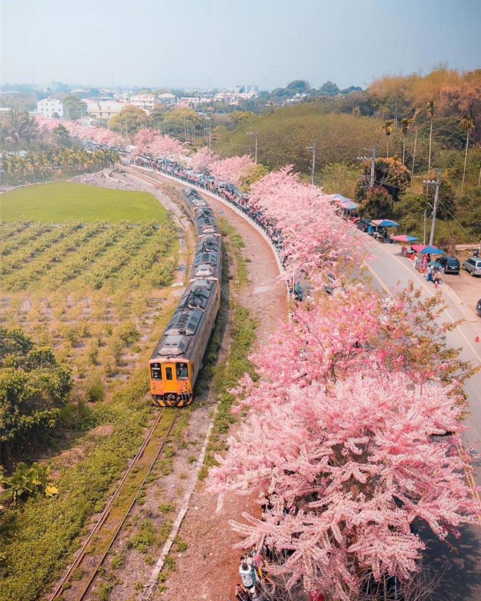 彰化二水鄉自行車道旁的花旗木近日進入開花期，花道緊鄰台鐵集集線，猶如阿里山鐵道櫻花情景！圖／參山處提供