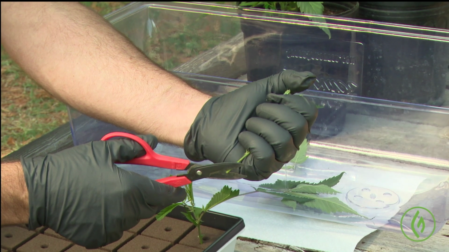 A man trims a cannabis plant in an instructional video provided by Green Flower.