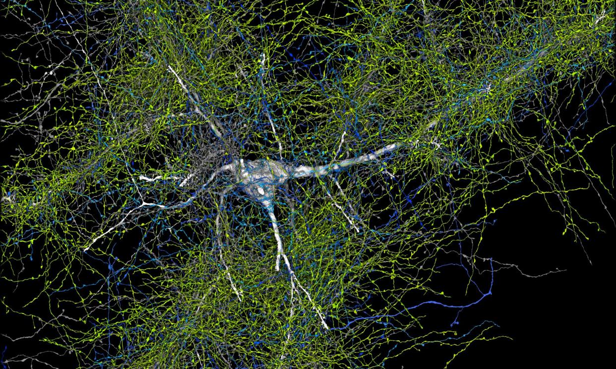 <span>A machine-learning algorithm traced the paths of neurons and other cells.</span><span>Illustration: D. Berger/Google Research & Lichtman Lab (Harvard University)</span>