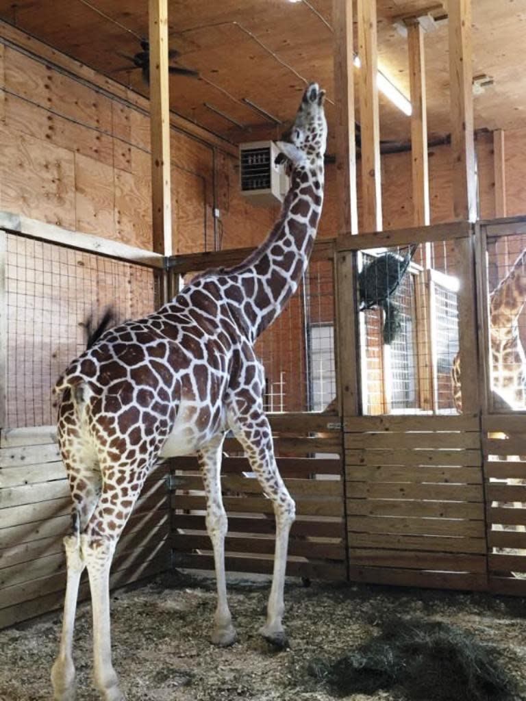 April the giraffe