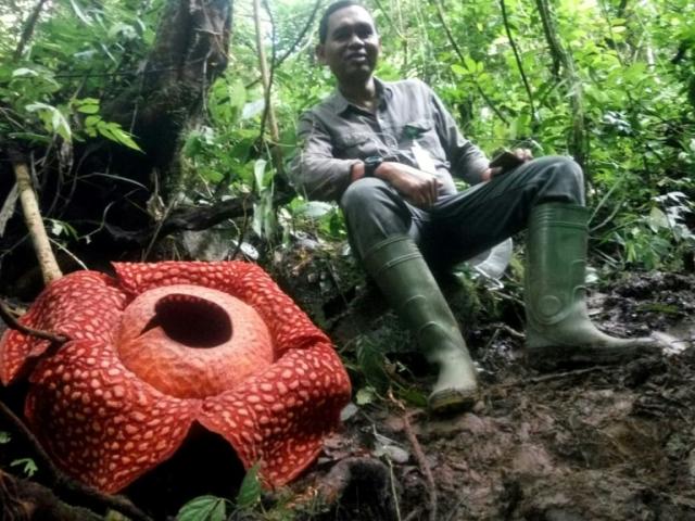 Hallan en Indonesia la flor 