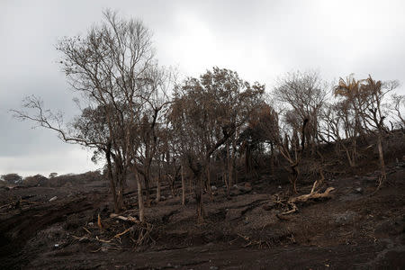 A view of an area affected by a lahar from Fuego volcano at El Rodeo, Guatemala June 13, 2018. REUTERS/Jose Cabezas