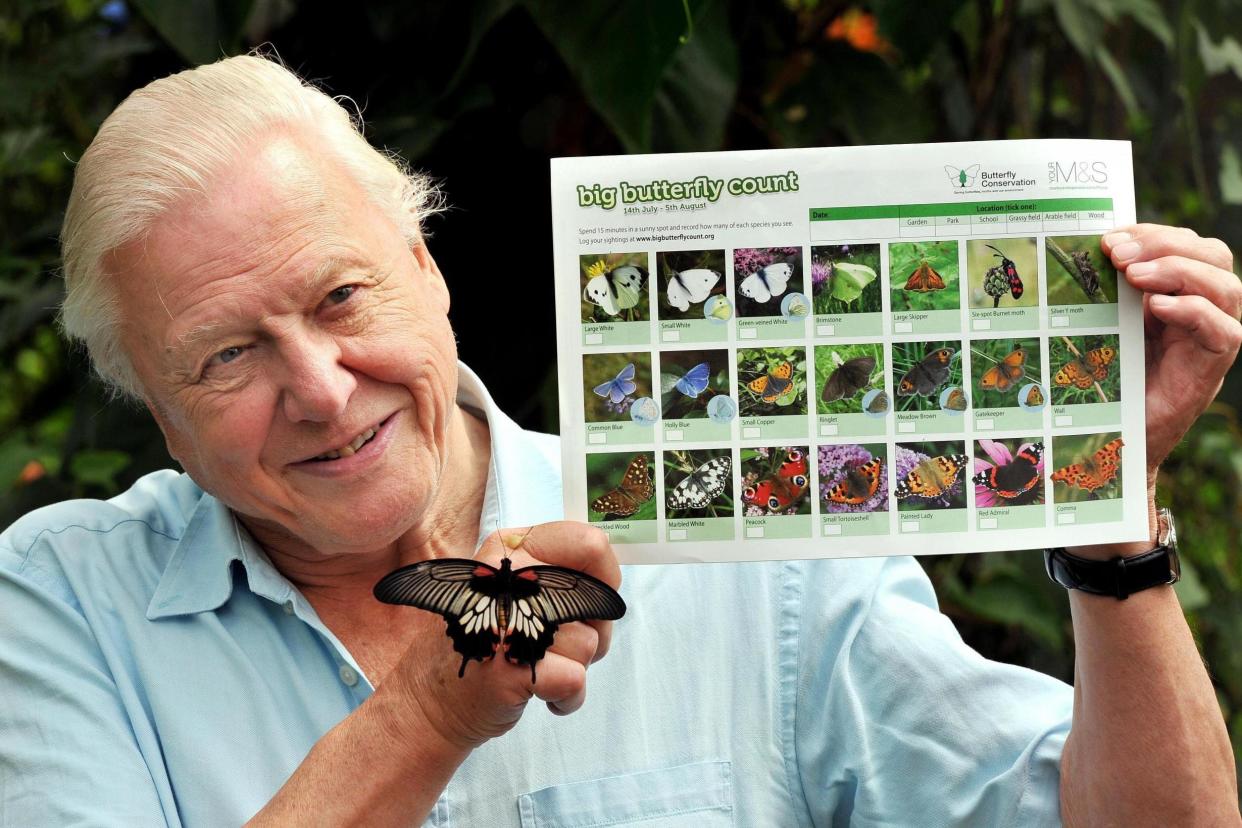 David Attenborough has urged everyone to take part in the Big Butterfly Count: PA Archive/PA Images