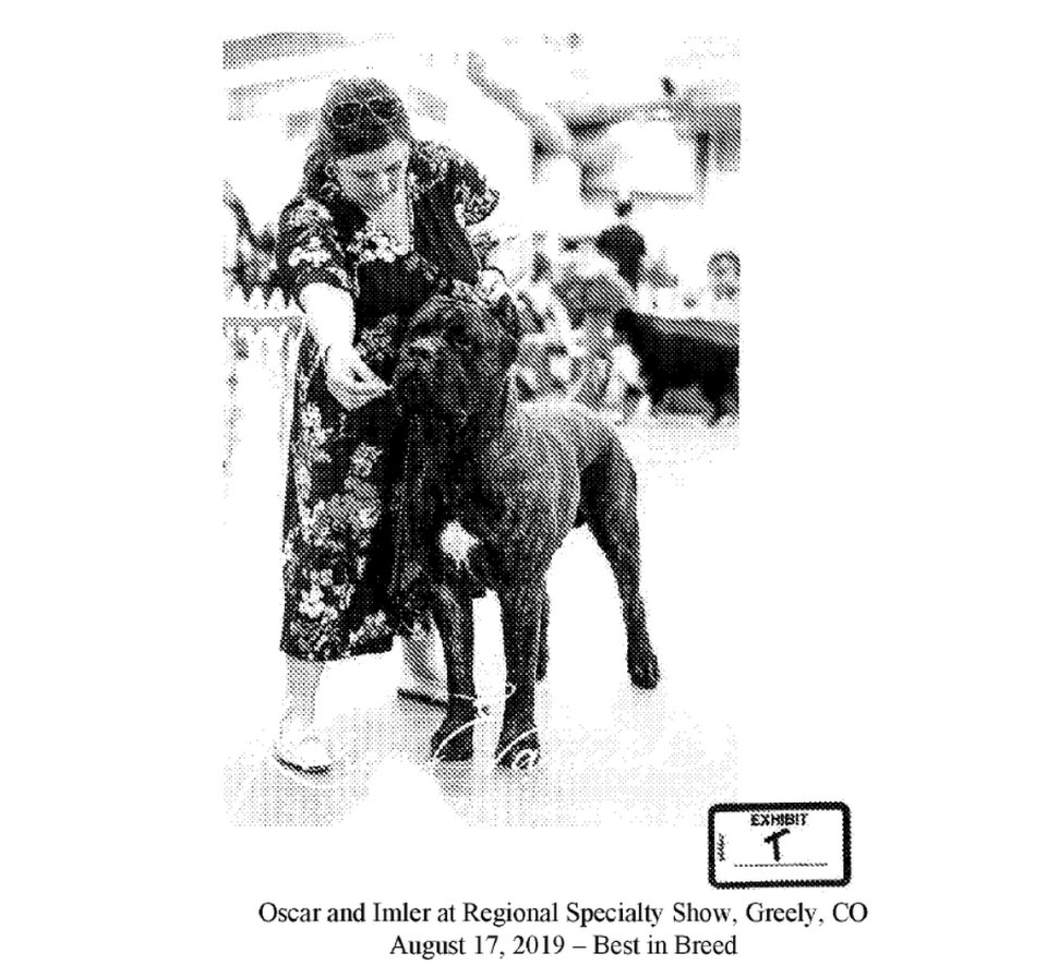 A photograph of Oscar, an award-winning Cane Corso, was entered as evidence in a legal dispute over his ownership first held in Wyandotte County District Court. The photograph shows Oscar during a competition in Greeley, Colorado, on Aug. 17, 2019, where he won the Best in Breed title.