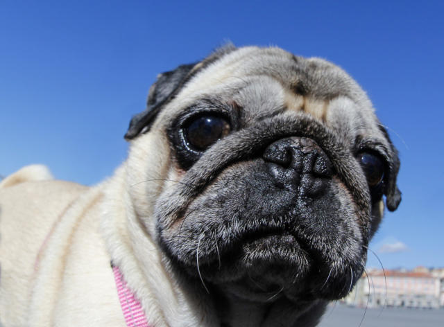 Profanity Dog Collar 