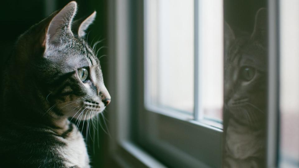 American shorthair looking out the window