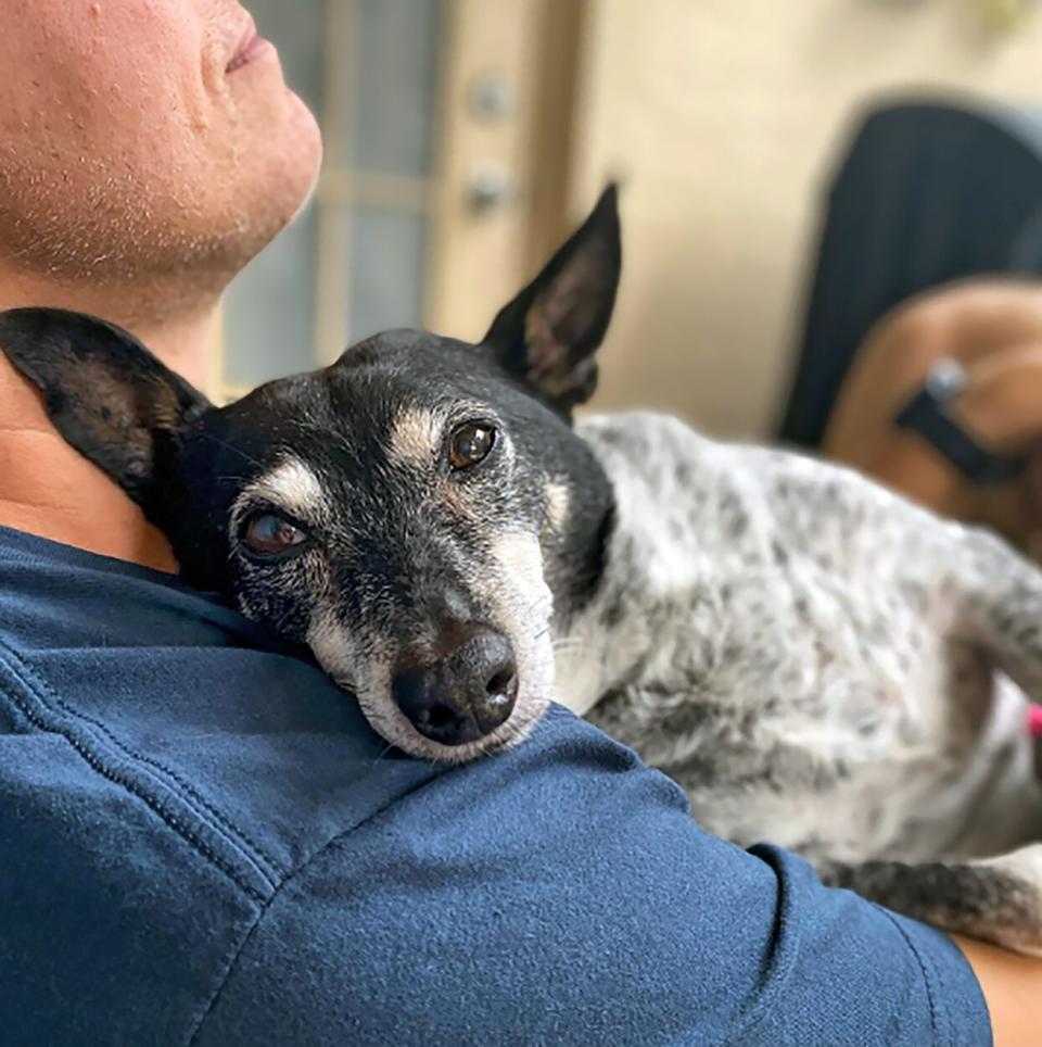 blue heeler rat cuddling with man